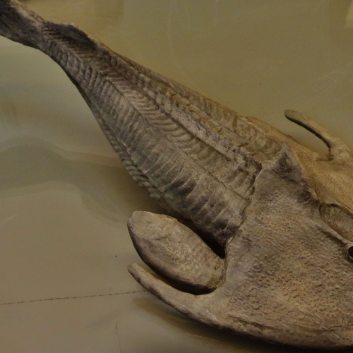 Cephalaspis, el pez blindado de la prehistoria que aspiraba su comida porque no tenía mandíbulas