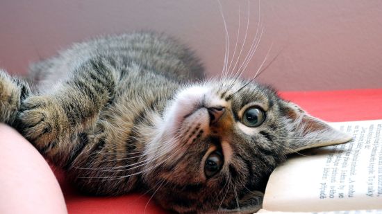 El gato imitador que copia lo que haces