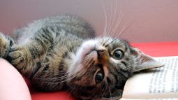 El gato imitador que copia lo que haces