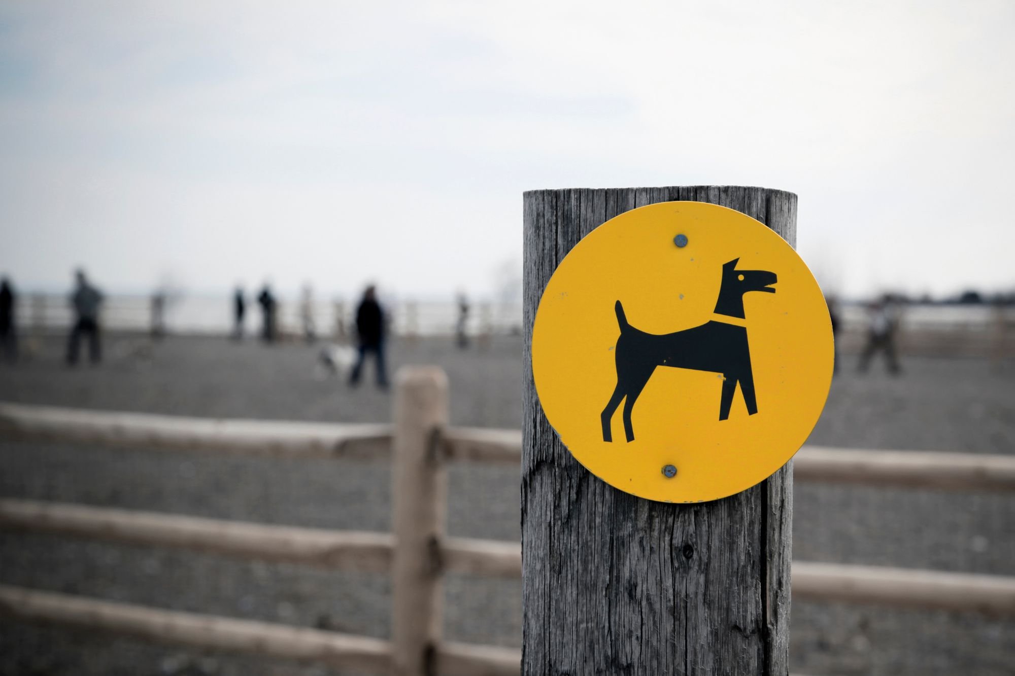 10 reglas de oro que seguir en los parques para perros