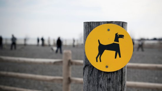 10 reglas de oro que seguir en los parques para perros