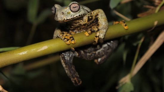 Dedican una nueva especie de rana a Tolkien