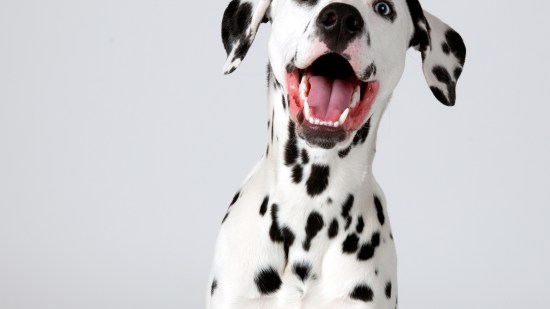 Dálmata