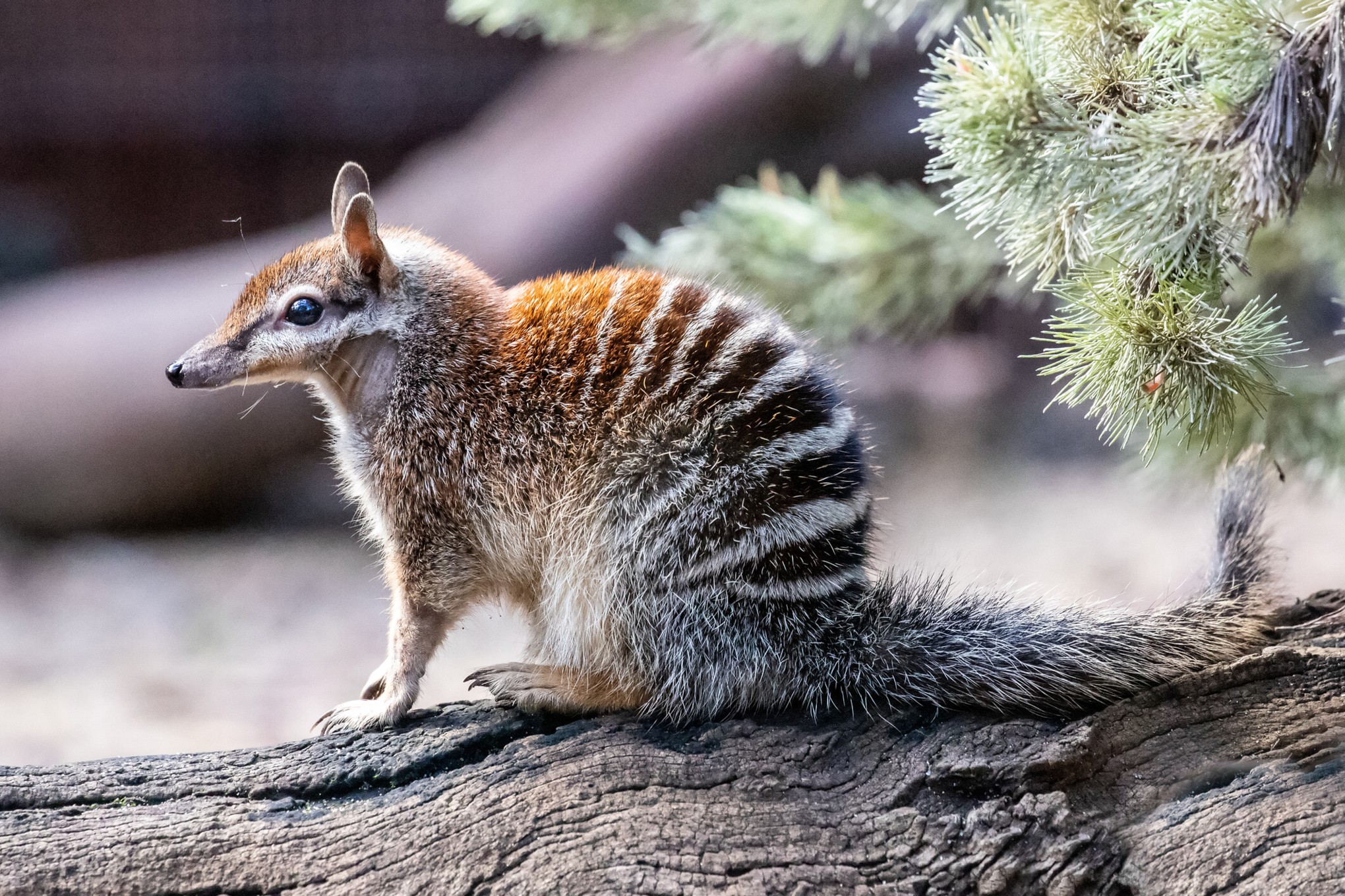 Numbat australiano