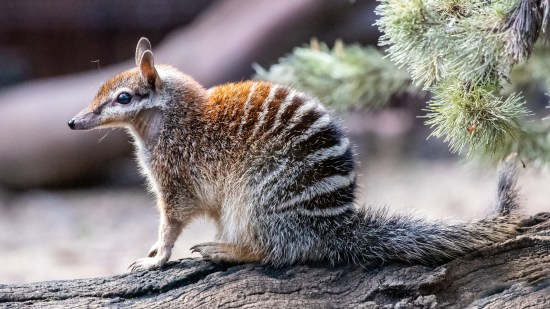 Numbat australiano