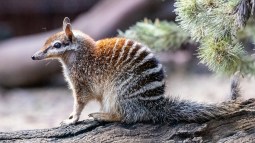 Numbat australiano