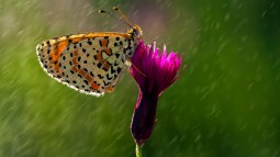 ¿Cuánto pesan todos los insectos del planeta?