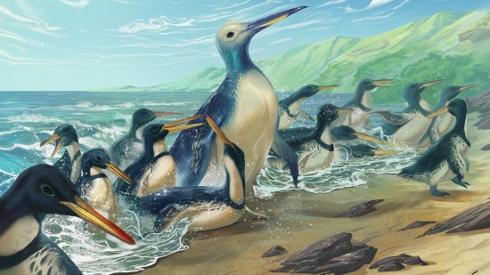 Pingüinos gigantes del tamaño de un gorila espalda plateada