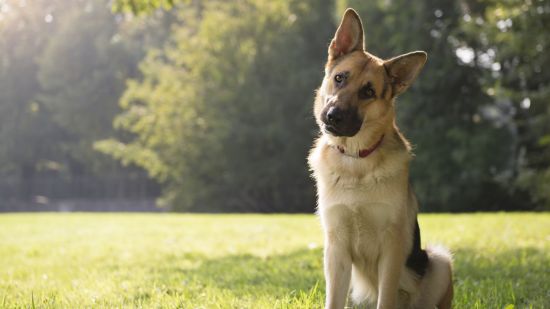 Mi perro inclina la cabeza cuando le hablo. ¿Por qué lo hace?