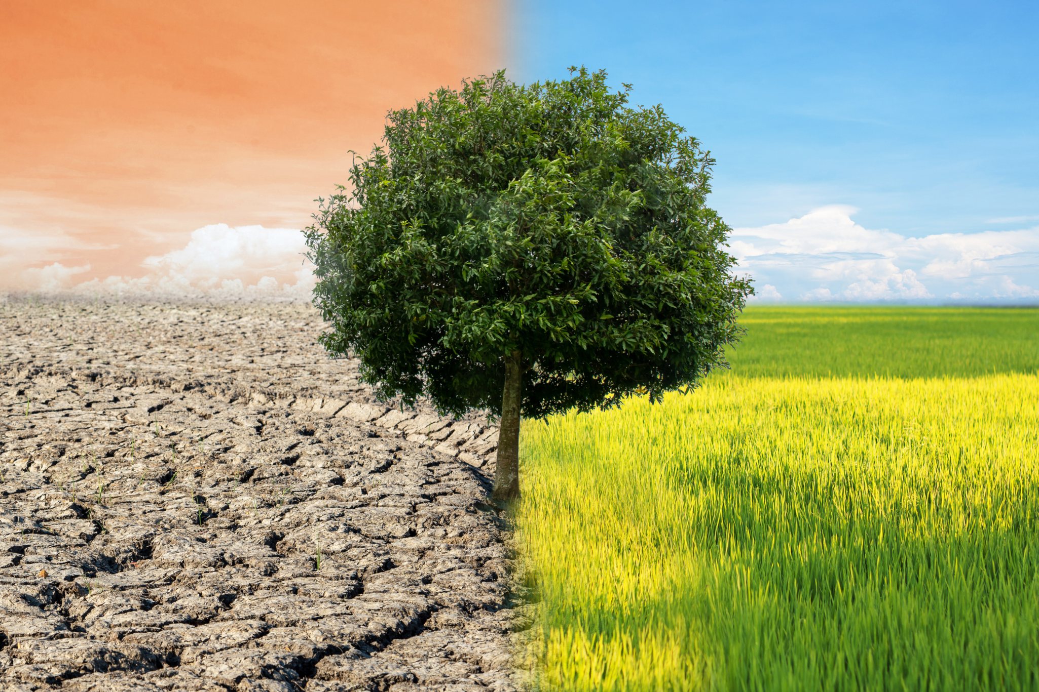 El cambio climático está poniendo en riesgo a los insectos