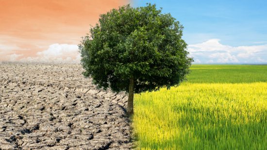 El cambio climático está poniendo en riesgo a los insectos