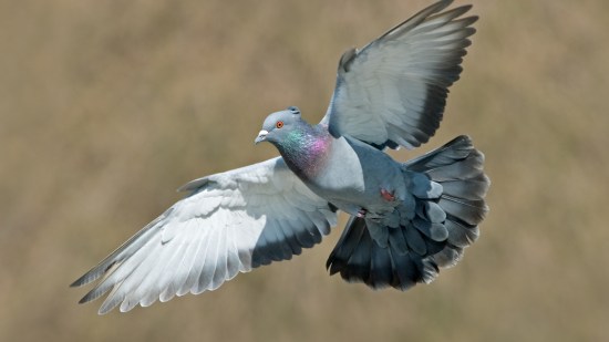 Palomas, maestras de inteligencia artificial