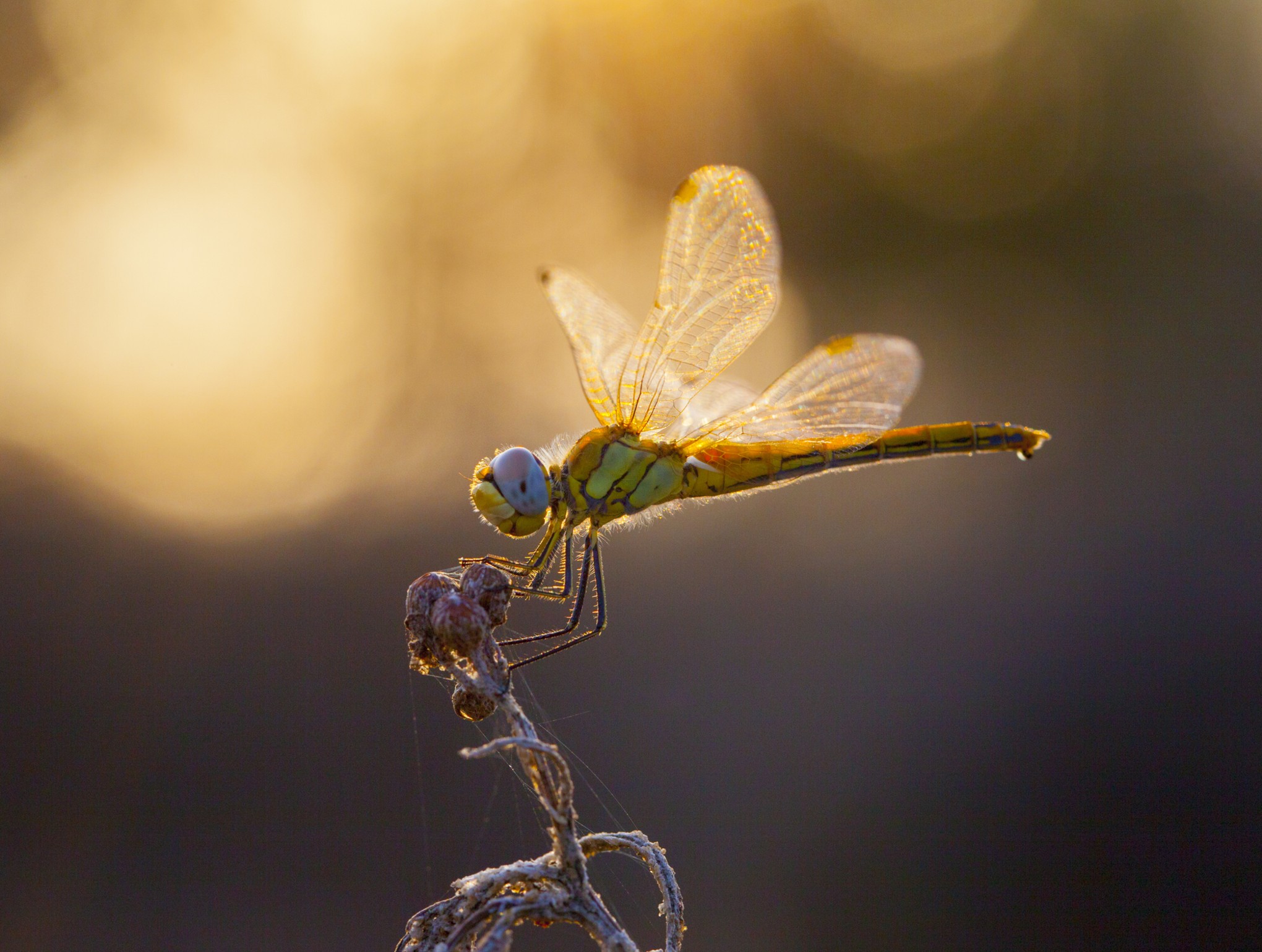 Las libélulas más bonitas del mundo
