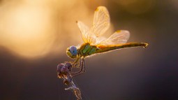 Las libélulas más bonitas del mundo
