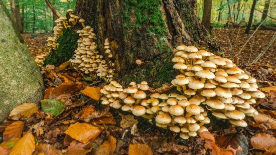 ¿Hablan los bosques?