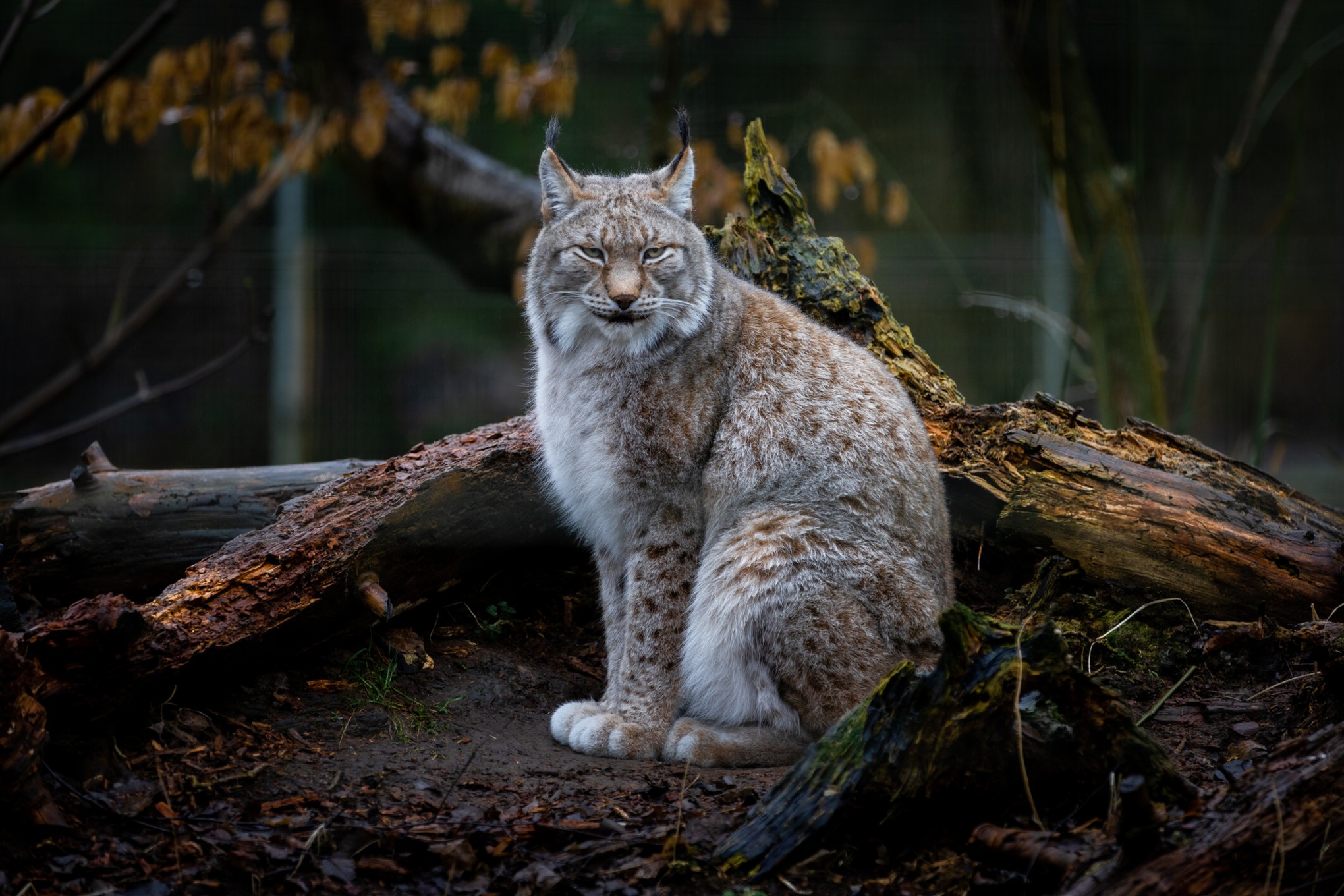 Lince