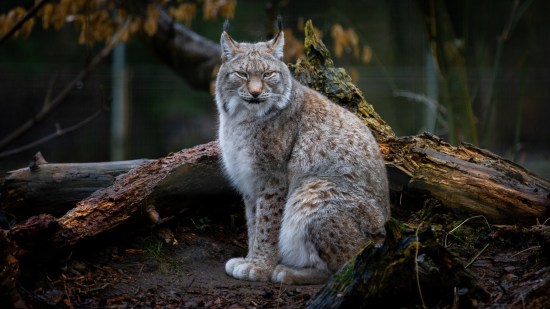 Lince