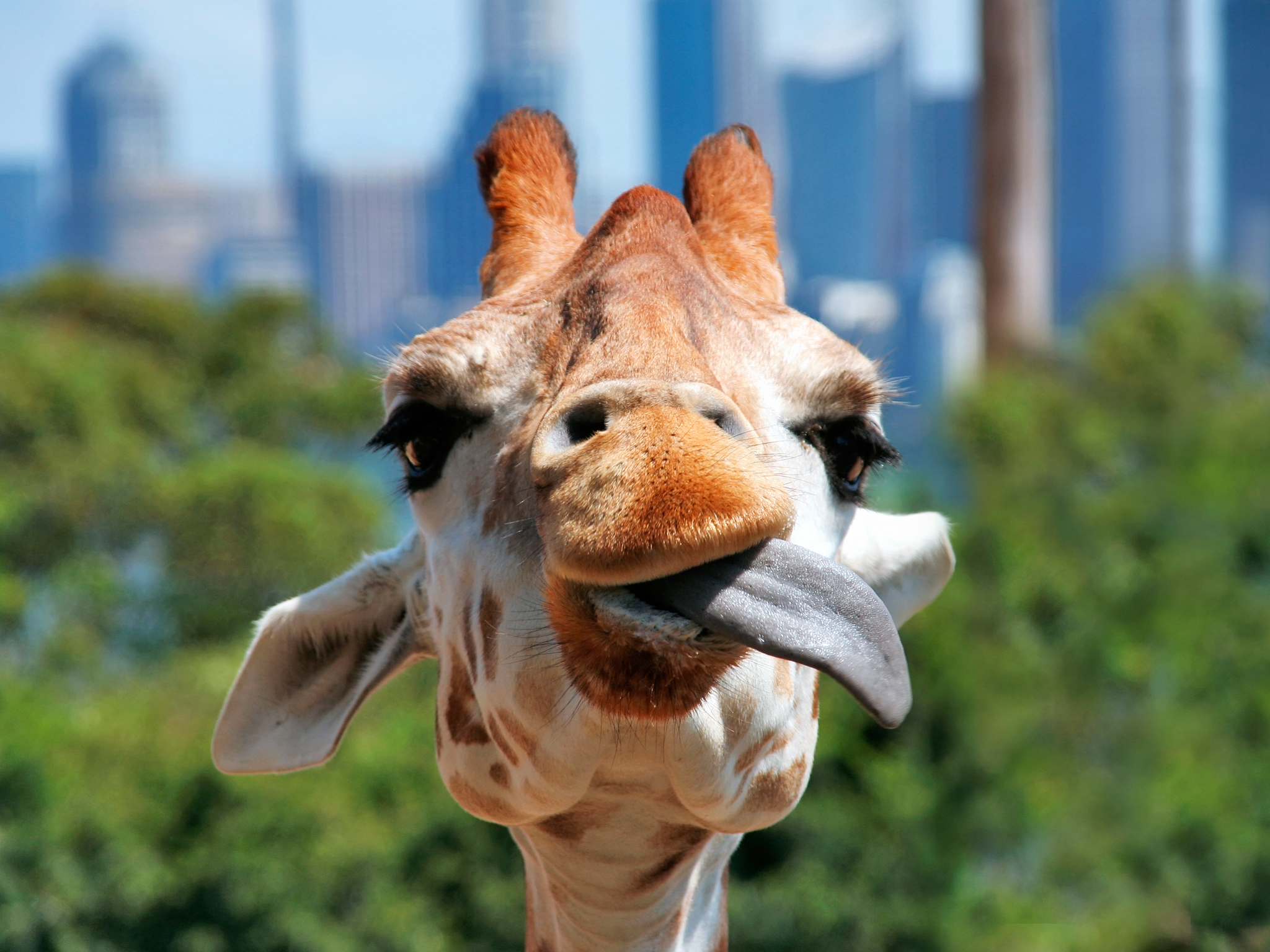Jirafa sacando la lengua