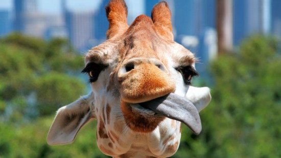 Jirafa sacando la lengua