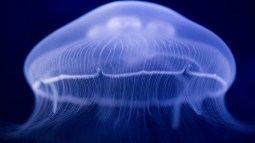 Rara medusa