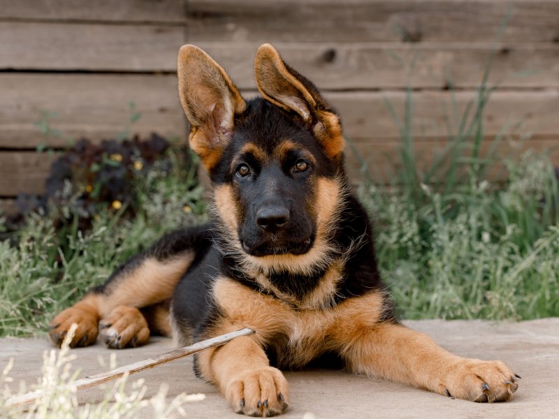 Perro de raza pastor alemán