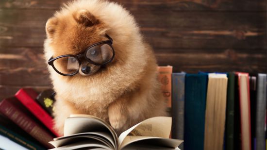 Comprueba si tu perro es un genio