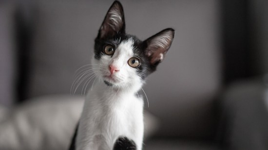 Gato blanco y negro