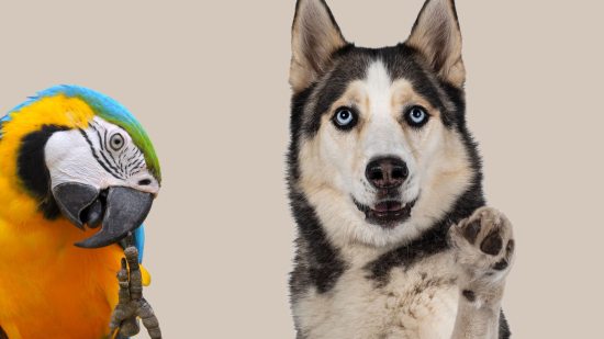 ¿En qué se parecen un guacamayo y un perro?