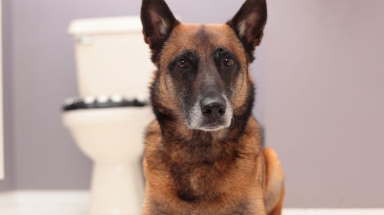 ¿Por qué mi perro me acompaña tanto al baño?