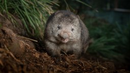 Un simpático wombat