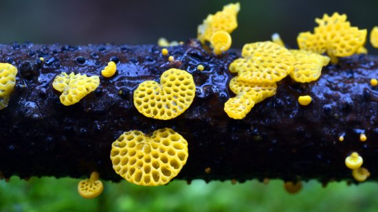 ¿Dónde hay escutoides en la naturaleza?