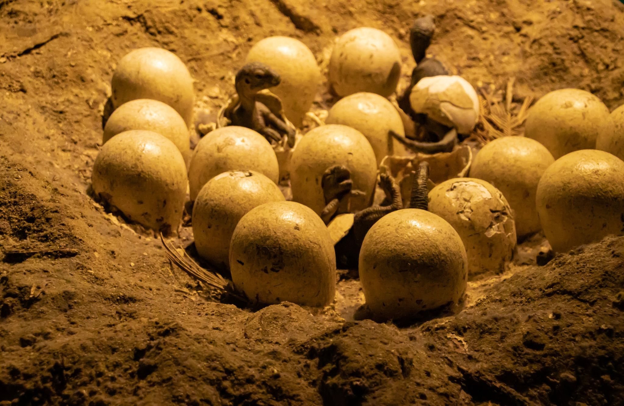 ¿Quién cuidaba las crías de los dinosaurios, el macho o la hembra?