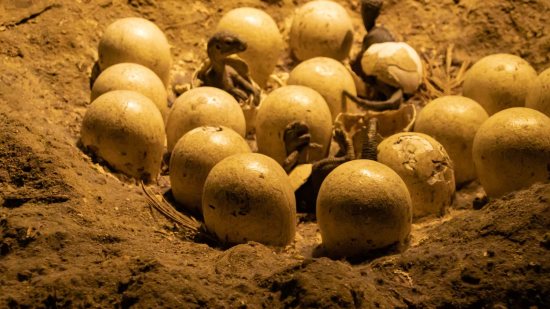 ¿Quién cuidaba las crías de los dinosaurios, el macho o la hembra?