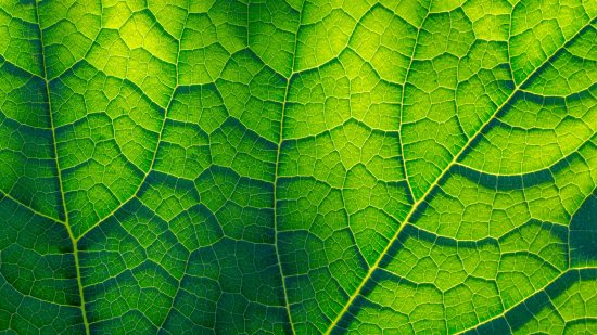 ¿Existen plantas sin clorofila?