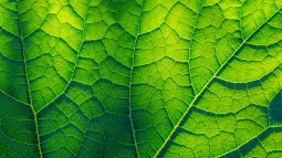 ¿Existen plantas sin clorofila?