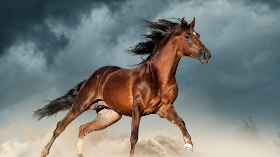 ¿Desde cuándo montamos a caballo?