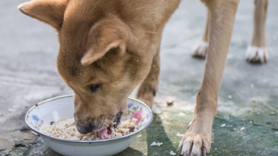 Los hombres prehistóricos preparaban la comida de sus perros