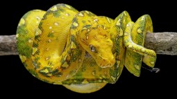 Las serpientes escuchan mejor de lo que pensábamos