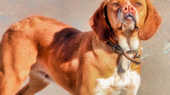 Los perros de esta raza tienen dos narices