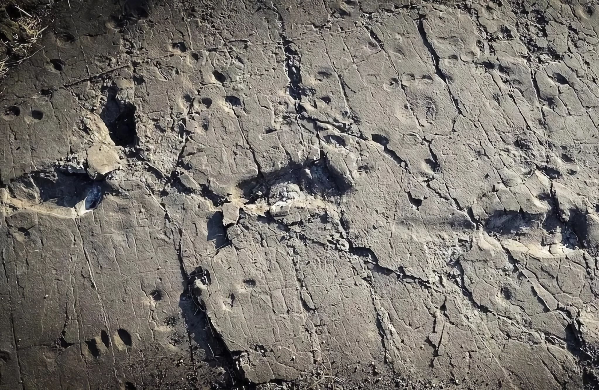 Huellas de Laetoli: así eran los homínidos que caminaron por Tanzania hace 3,7 millones de años