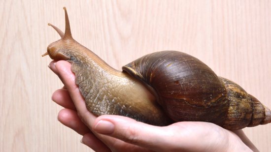 Descubre el caracol más grande del mundo