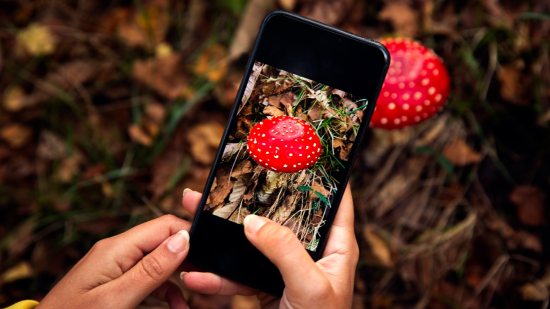¿Cómo identificar plantas, setas y animales con el móvil?