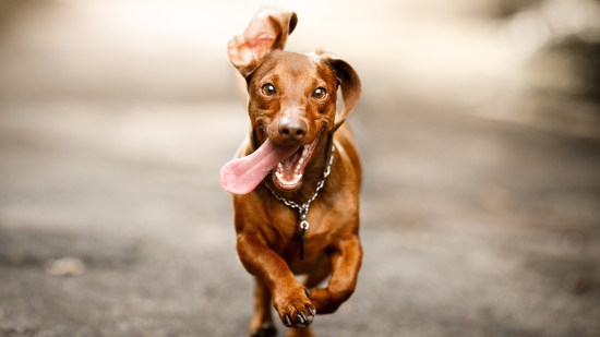 Perro marrón corriendo
