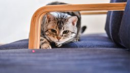 Por qué es malo jugar con tu gato y el puntero láser