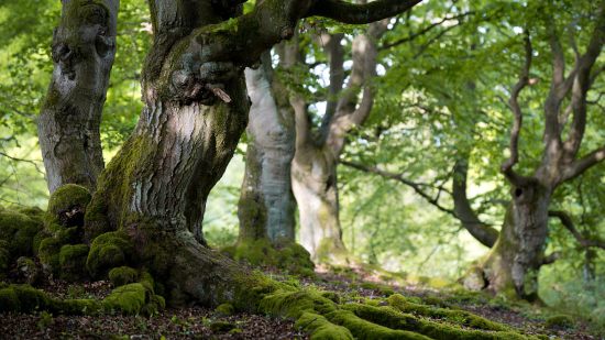 ¿Cuál es el bosque más antiguo de España?