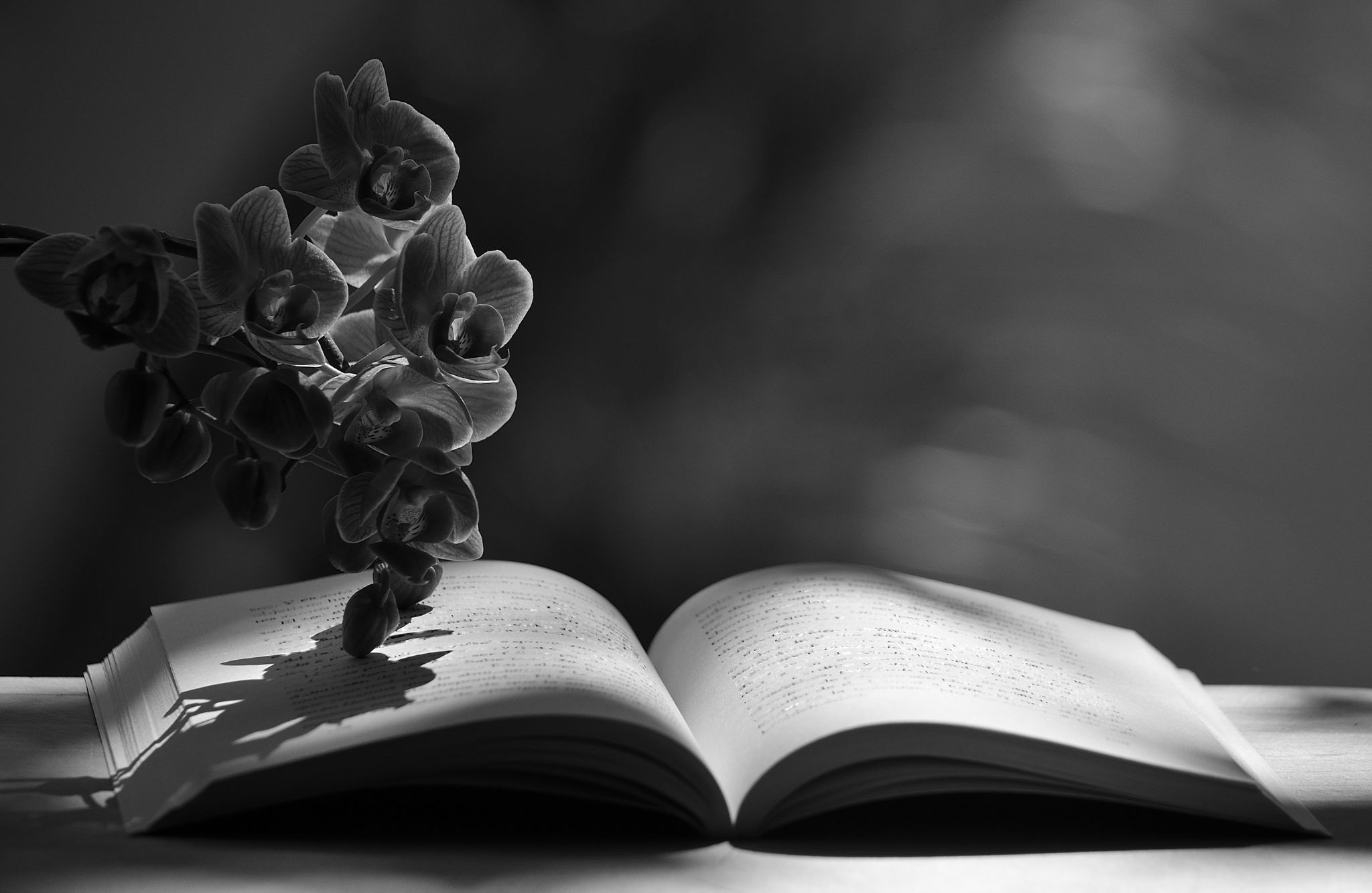 Dia Internacional Poesia