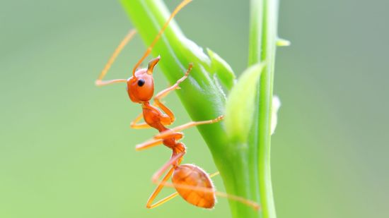 Estos parásitos manipulan el comportamiento de otros animales