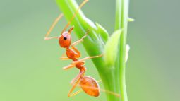 Estos parásitos manipulan el comportamiento de otros animales