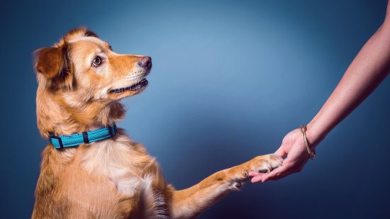 Por qué es importante saber si nuestra mascota es zurda