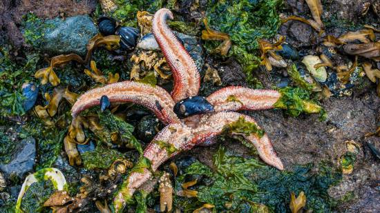 ¿Sabías que la estrella de mar ‘vomita’ su estómago? Te contamos por qué